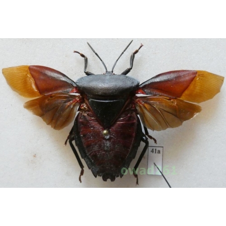 Euthenestes robustus 79mm Indonesia, Java41a